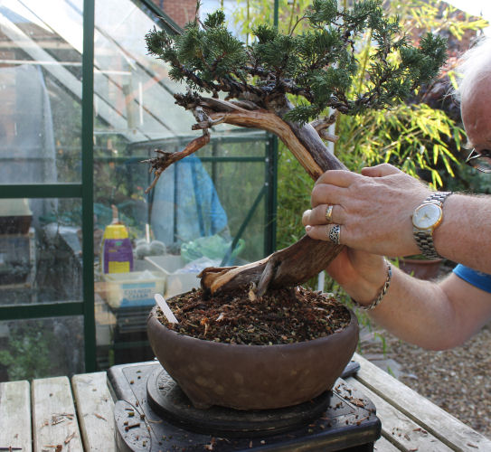 juniper bonsai